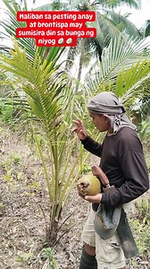 3K views · 33 reactions | Maliban sa pesting anay at brontispa may sumisira din sa bunga便便 #provincelife #fbreels #coconutfarmers #improvement #highlight | Ronald Madeja Enfermo | Facebook