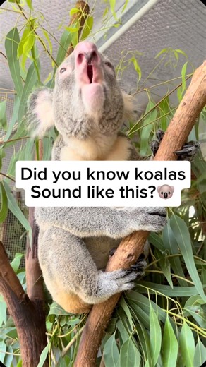 Wildlife Rescuers on Instagram: "Koalas may look cuddly, but their sounds are surprisingly deep and guttural. Males make loud, growling bellows during mating season, which can travel long distances. These calls sound more like a pig or a small bear than a cute, sleepy marsupial—and they often surprise people hearing them for the first time! Video by @rachelgehan Feel free to explore the gallery of this page, where you can express your support, admiration, and indulge in more amazing Australian w