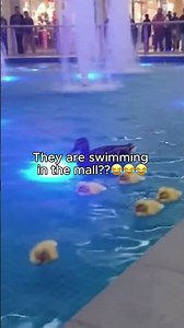 I Was Just at the Mall... And Found Ducks Swimming in the Fountain?! 😂