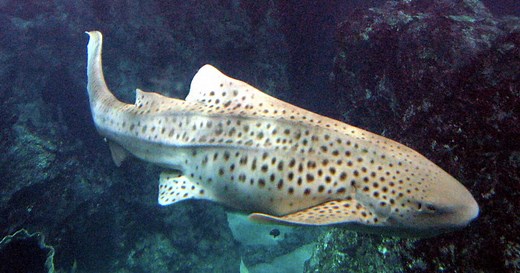 L'Œil de GEO: trois requins léopards filmés en pleine reproduction, une première mondiale