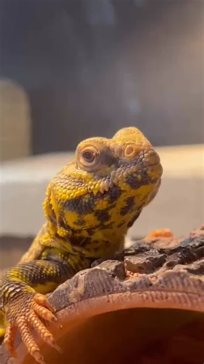 Uromastyx geyri are such beautiful lizards. Lemon over here belongs to our owner Mandie, and he’s just too cute not to share! These guy like it HOT with a basking spot around 120-130°F. Way too hot for my liking, and I thought my bearded dragon was crazy with his hot spot of 100°F! For someone that adores reptiles, I sure do hate the heat. Maybe that’s why I love cool climate species such as Jacksons chameleons so much? #reptile #animal #pet #rescue #501c3 #reptiles #lizards #animals #pets #liza