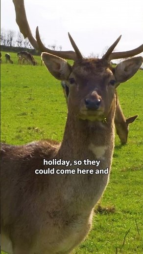 Get FREE ENTRY at Tenby Deer Park with Coastal Cottages