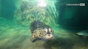 14K views · 912 reactions | The four harbor seals, Hillie, Keaton,...