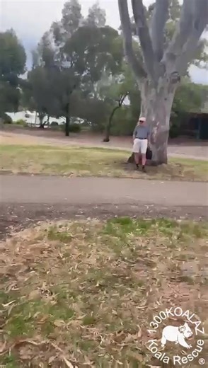 #1300KOALAZ' Ocean has fully recovered from the cuts to his hands and has been released back to his old stomping ground. He was happy to be home and climbed beautifully. If you find a sick, injured, orphaned or distressed koala please call 1300KOALAZ (1300 562 529) for help or advice. #koalas #nativewildlifeaustralia #nativewildliferescue #koalarehab #wildlifeconservation #wildlifeonearth #rehabilitation #rehab #koala #goinghome #animalrescue | 1300Koalaz