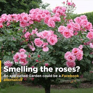 2K views | A new app called Garden helps you stay in touch with friends and family without Facebook | Yahoo Finance | Facebook