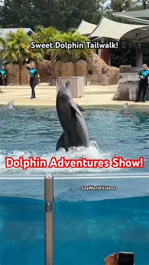 Dolphin Adventures Show Awesome Tailwalk!🔥🐬 #seaworldvideos #dolphin #cute #seaworld #animals #fyp