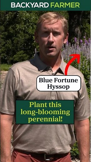 Plant this long-blooming perennial: Blue Fortune Hyssop