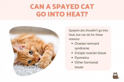 Can Spayed Cats Go Into Heat? - Spayed Cat in Heat Causes