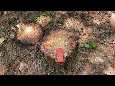 Special cut for felling tall skinny trees