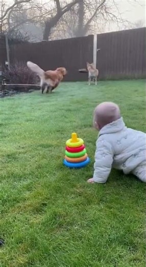 Dog Chases Fox Away From Baby In Foggy Garden 🦊🌫️