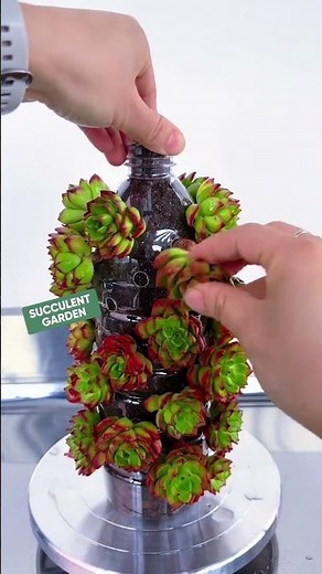 Don’t Throw Away Plastic Bottles! Recycle Them for Succulents