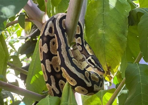 « Urgent ! Mon python s’est barré » : en Charente-Maritime, la propriétaire d’un serpent lance un appel sur les réseaux