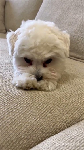 🐾🐶碗粿踏踏模式啟動Wa Gui’s Kitty-Like Paws in Action