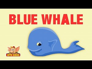 Animal Facts - Blue Whale