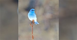 「幸せの青い鳥ってほんとうにいた」マウンテン・ブルーバードが名前以上に青くてキレイなので見ていってください