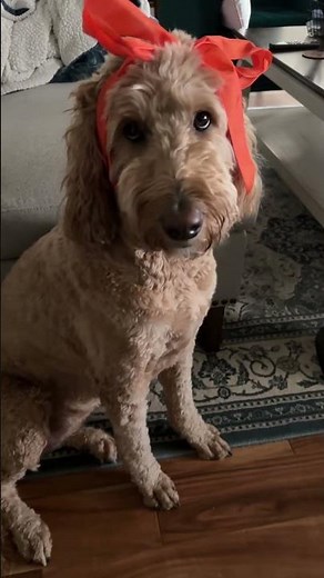 3yo Goldendoodle DIY haircut? 🐾