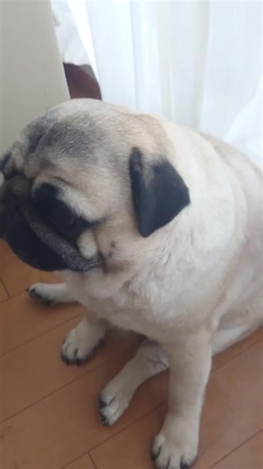 Freshly Shampooed Pug: Floof and Poof Cuties