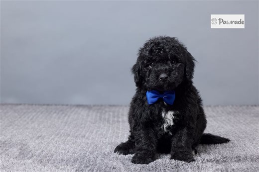 Everett - Sheepadoodle Puppy 796A4F