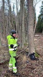 A video sent in from Philip Knegarn Pattersson Safe way to cut trees on powerlines in sweden, Here we use (safe t cut) | Tree Felling And Climbing Accidents