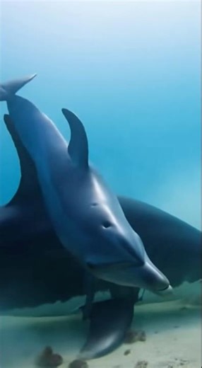 Dolphin vs Shark — The Ultimate Underwater Battle