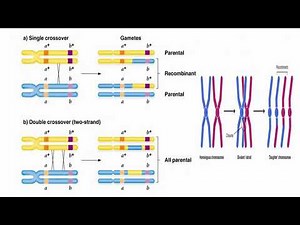 Types of Crossing Over