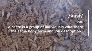 9.2K views · 28 reactions | Meet the "caste" of our Tiny Termite House! In just a few short months, these pests have done a lot of damage to our mini dream home. Our big reveal of the destruction they've caused is just a few days away! | PestWorld | Facebook