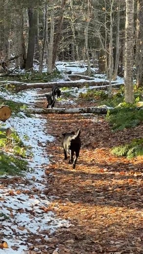 1K views · 16 reactions | Nature’s own agility course! | Lake Julia Labradors | Facebook