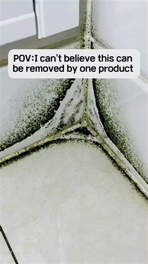 Effective Mold Remover That Really Works