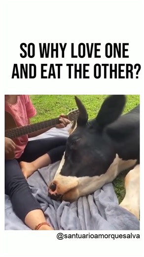 This is what vegans mean when we say, “there’s no difference between a dog and a cow.” We’re not denying that they look different. We’re pointing out that they experience the same emotions - love, pain, fear, joy, and sadness. The reasons you care about cats and dogs are the very same reasons that matter for cows, pigs, and chickens - you just may not have had the chance to see those qualities in them yet. 🐮🐷🐔 A cow wants to live safely, freely, and loved just as much as a dog does. That shar