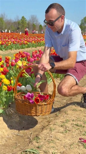 Tulip season is my favorite! #spring