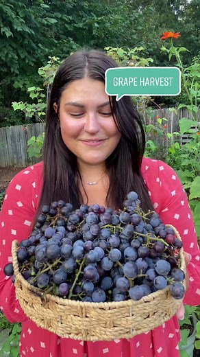 Exciting Concord Grape Harvest from My Garden