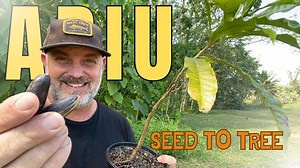 Complete Abiu Growing Guide for Beginners and Experts