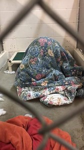 257K views · 1.8K reactions | Hannah, our Adoption Counselor, took this adorable video and wrote, "Chance is a 5-year-old Beagle looking for his forever home! He is great with people and other dogs. If you're NOT a morning person, Chance is the one for you. I have to wake him up every morning in his kennel for breakfast. He loves to wrap himself up in his comforter like a burrito  Someone needs to come adopt this sweet boy!" | Lake Humane Society | Facebook