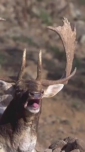 Rutting fallow buck croaking towards the camera #deer #fallowdeercallvallinv #rut #rutting #croaking #buck #fallowbuck #nature #animals #wildlife #deer #australia #adventure | Tanaly Somala