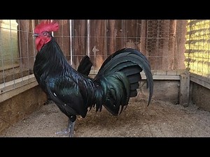 Black Mcrae Gamefowl Gallos Finos