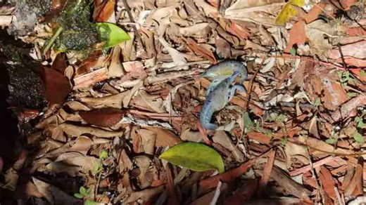 We came for fish and found a bowling ball with fins