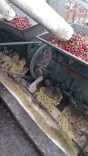 To speed up the coffee drying process