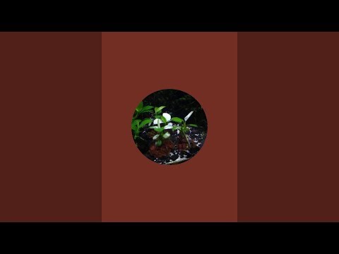sholawat merdu full album live