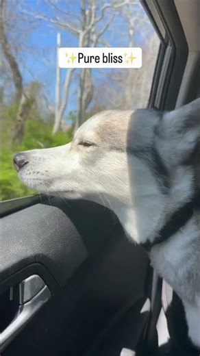 Open window, fur blowing in the wind, pure husky bliss! #dog #husky #dogshorts #dogvideos #shorts