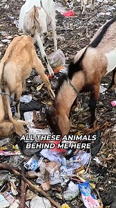 🚨 The harsh reality: Animals, from chickens to marine life, are scavenging through piles of plastic waste, often consuming toxic debris without knowing the harm it causes. Whether it’s chickens near burning plastic or fish mistaking microplastics for food, this devastating cycle impacts the entire ecosystem. When these animals become part of the food chain, the plastic they ingest makes its way to us, threatening not just wildlife but human health as well. It’s a powerful reminder of how deeply