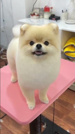 The Coziest Dog Haircuts: Styling Your Pup for Posh Looks