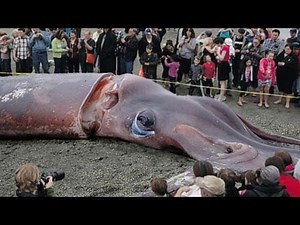 10 anomalously large animals Part 2