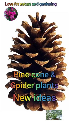 Growing Pine Cone and Spider Plant: Easy Gardening Tips