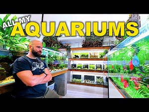 HUGE Fish Room Tour!! 50x Tanks - 1000's of Fish | June 2025