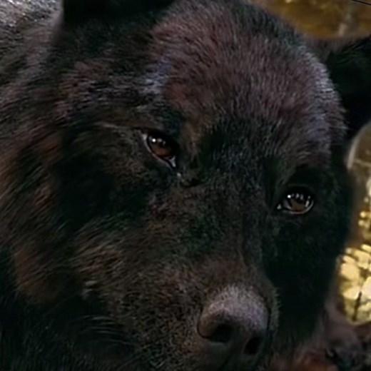 Sam vs Jacob: The Ultimate Werewolf Showdown