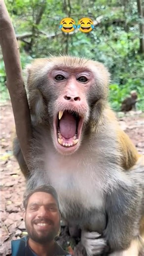 Good acting monkey funny 😂😂 #comedy #monkey #shorts