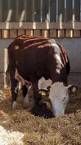 97K views · 8K reactions | Surprise! (Sorry about the croaky voice ) | Elwess Herefords | Facebook