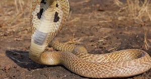 Top 10 Terrifying Snakes That Will Probably Kill You  | Articles on WatchMojo.com