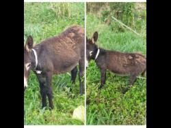 Farmer forced to sell donkey to rebuild after Melissa