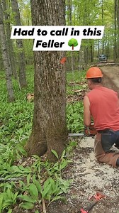 1M views · 6.8K reactions | Precisely Felling A big Ol Tree  #TreeRemoval #chainsaw #logger | Logger Mack | Facebook